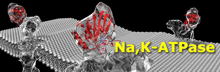 NA,K-ATPase