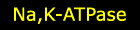 Na,K-ATPase
